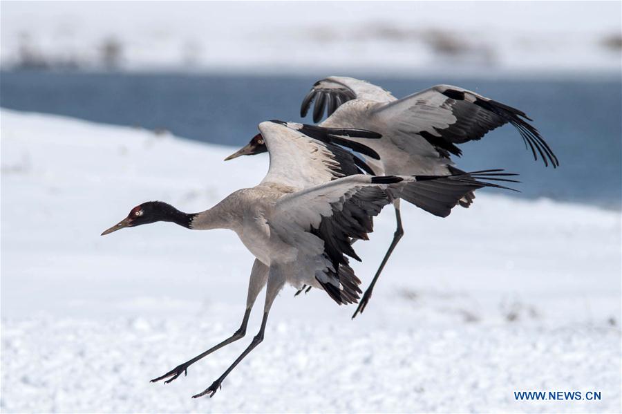 Photo taken on Feb. 26, 2016 shows black-necked cranes flying at the Dashanbao Black-neck Crane Nature Reserve in Zhaotong City, southwest China's Yunnan Province. 