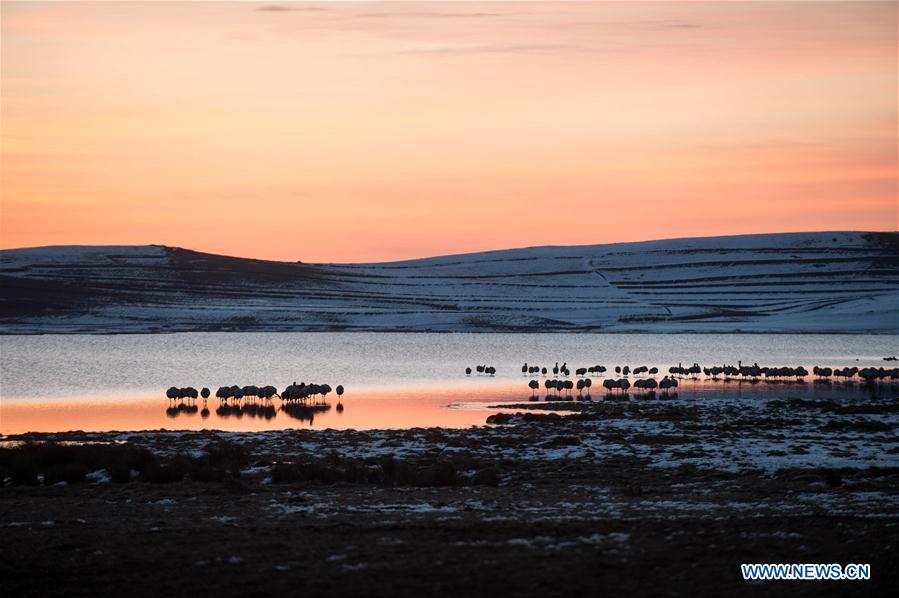 Photo taken on Feb. 28, 2016 shows black-necked cranes resting at the Dashanbao Dahaizi Wetland in Zhaotong City, southwest China's Yunnan Province.