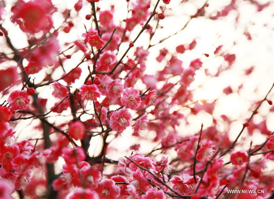 Photo taken on March 2, 2016 shows plum flowers blooming near a river in Taizhou, east China's Jiangsu Province. 