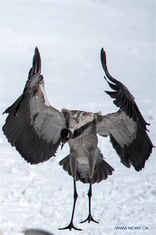 Photo taken on Feb. 26, 2016 shows a black-necked crane resting at the Dashanbao Dahaizi Wetland in Zhaotong City, southwest China's Yunnan Province.