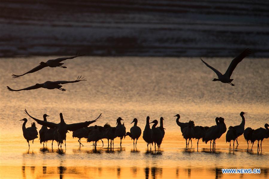 Photo taken on Feb. 28, 2016 shows black-necked cranes flying at the Dashanbao Black-neck Crane Nature Reserve in Zhaotong City, southwest China's Yunnan Province.