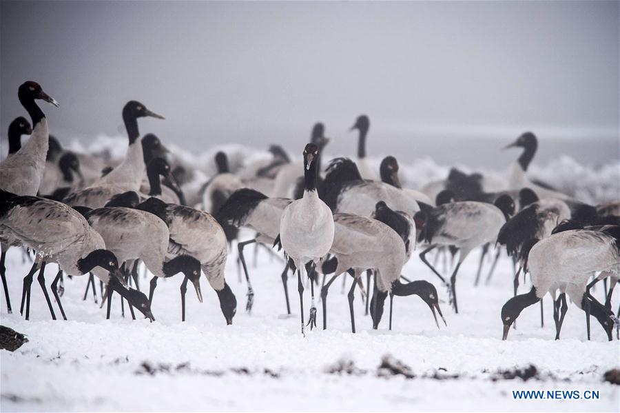 Photo taken on Feb. 25, 2016 shows black-necked cranes searching for food at the Dashanbao Dahaizi Wetland in Zhaotong City, southwest China's Yunnan Province.
