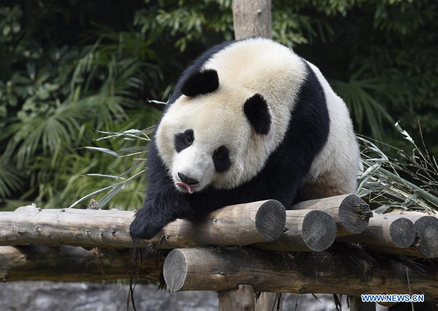 CHINA-SICHUAN-PANDAS-ROK-DEPARTURE (CN)