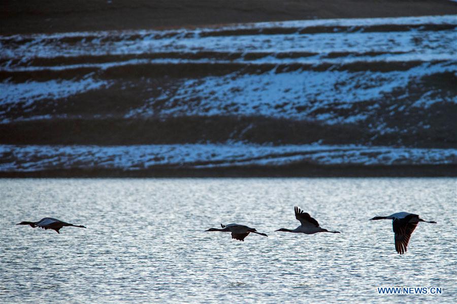 Photo taken on Feb. 28, 2016 shows black-necked cranes flying at the Dashanbao Black-neck Crane Nature Reserve in Zhaotong City, southwest China's Yunnan Province. 