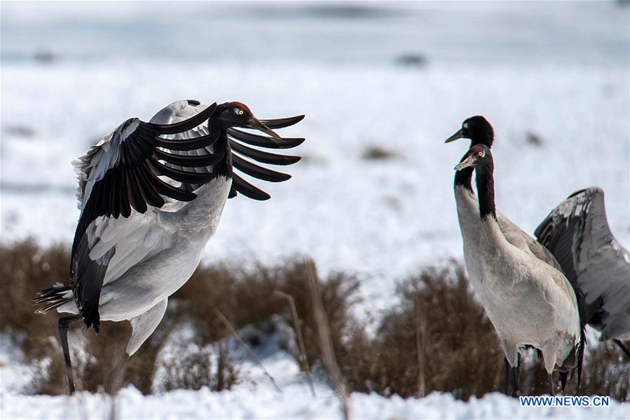 Photo taken on Feb. 26, 2016 shows black-necked cranes resting at the Dashanbao Dahaizi Wetland in Zhaotong City, southwest China's Yunnan Province.