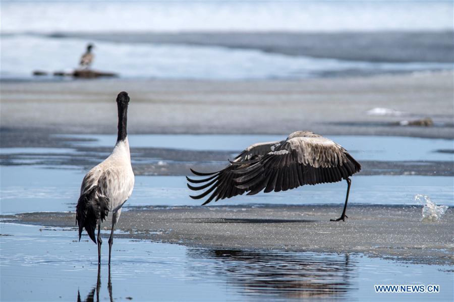 Photo taken on Feb. 26, 2016 shows black-necked cranes resting at the Dashanbao Dahaizi Wetland in Zhaotong City, southwest China's Yunnan Province.