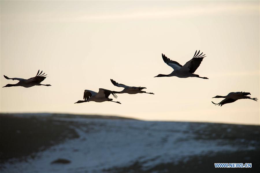 Photo taken on Feb. 28, 2016 shows black-necked cranes flying at the Dashanbao Black-neck Crane Nature Reserve in Zhaotong City, southwest China's Yunnan Province.