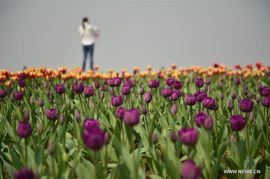 CHINA-NANCHANG-TULIP-DISPLAY (CN)