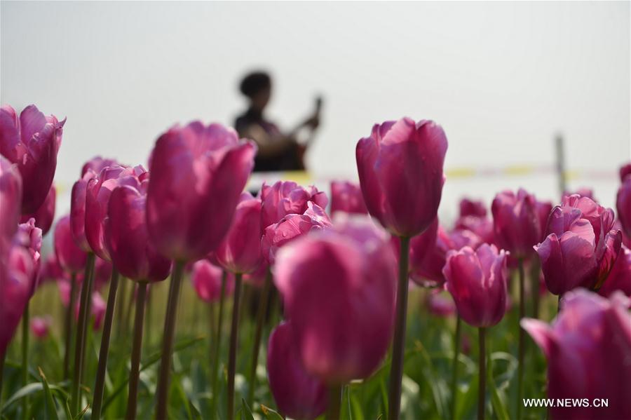 CHINA-NANCHANG-TULIP-DISPLAY (CN)