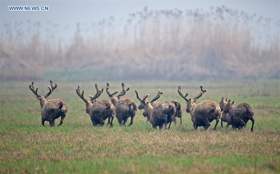 CHINA-HUNAN-YUEYANG-MOOSE-RELEASE(CN)