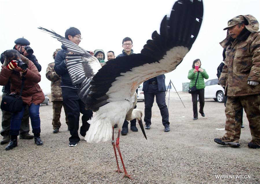 #CHINA-TIANJIN-ORIENTAL WHITE STORKS-RELEASED (CN) 