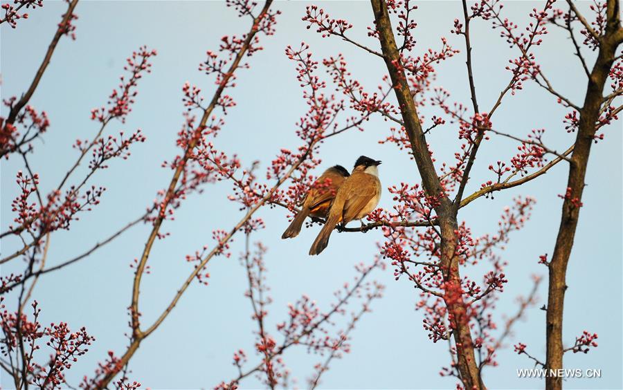 #CHINA-SPRING SCENERY (CN)