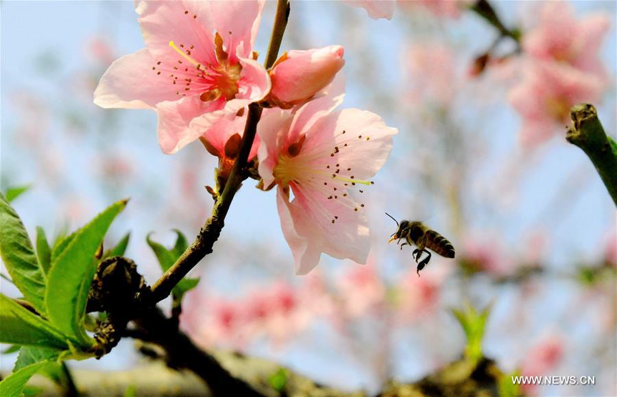 #CHINA-SPRING SCENERY (CN)