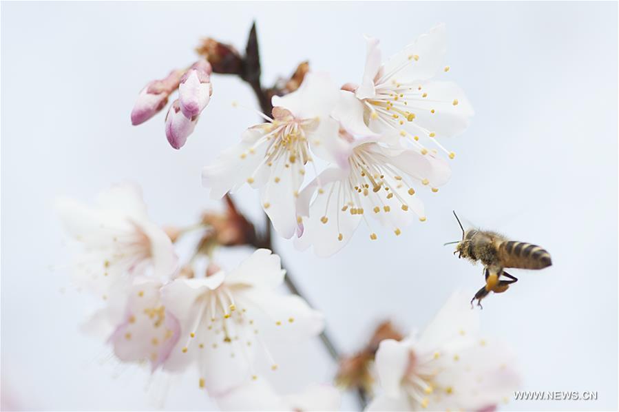 #CHINA-SPRING SCENERY (CN)