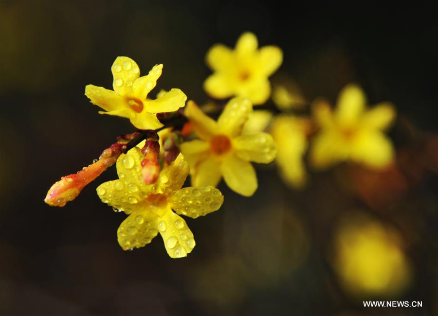 #CHINA-SPRING SCENERY (CN)