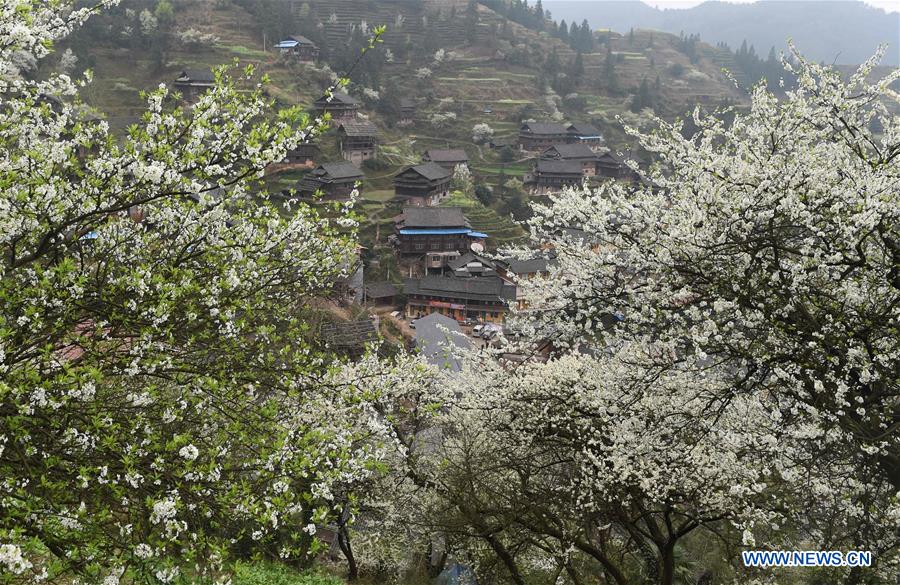 Plum trees are in full bloom in Tangshui Village of Bajiang Township in Sanjiang Dong Autonomous County, south China's Guangxi Zhuang Autonomous Region, March 8, 2016.