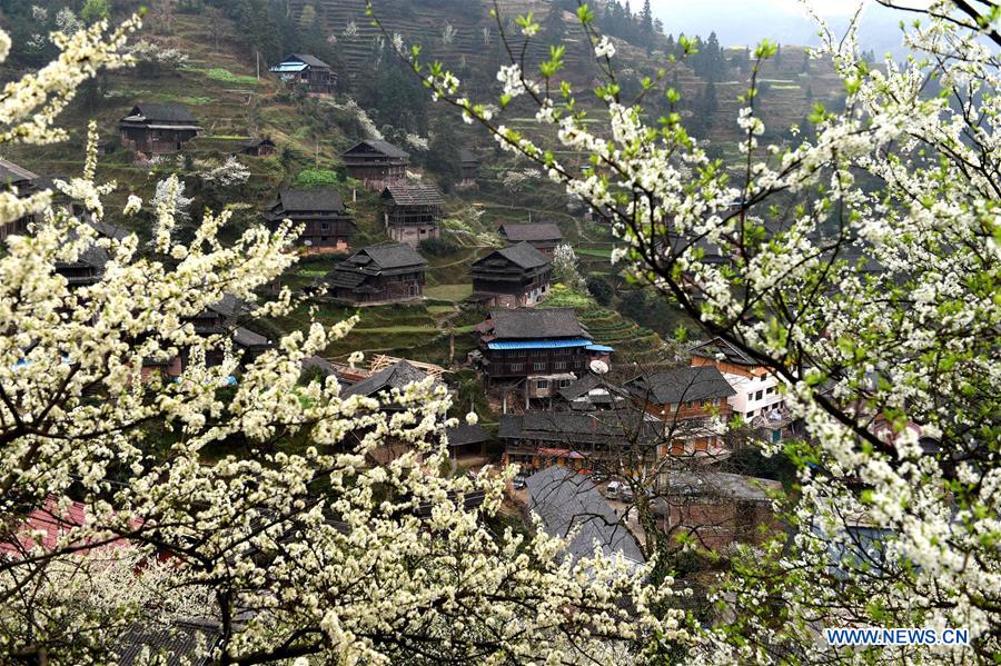 Plum trees are in full bloom in Tangshui Village of Bajiang Township in Sanjiang Dong Autonomous County, south China's Guangxi Zhuang Autonomous Region, March 8, 2016.