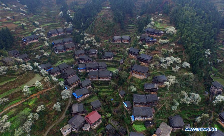 Plum trees are in full bloom in Tangshui Village of Bajiang Township in Sanjiang Dong Autonomous County, south China's Guangxi Zhuang Autonomous Region, March 8, 2016. 