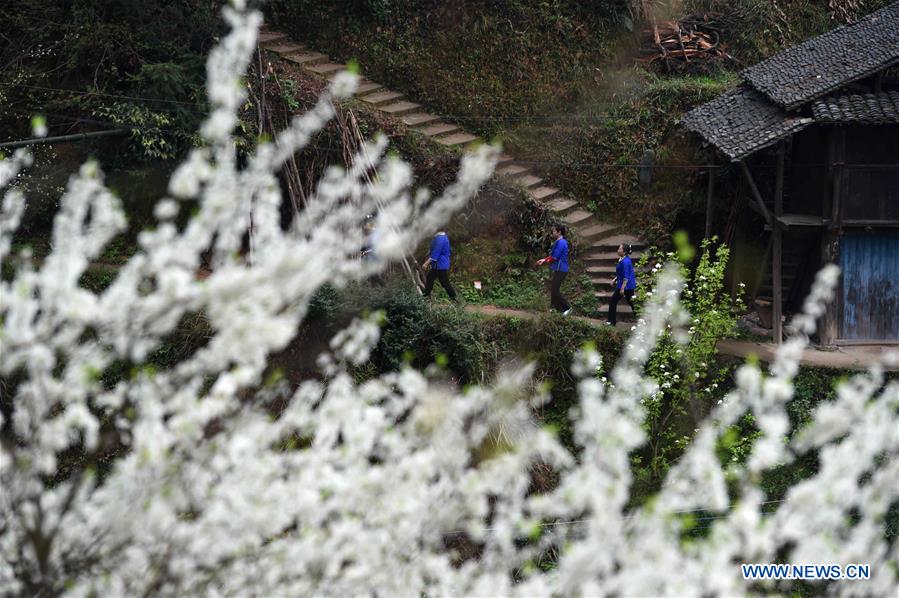 Girls of Dong ethnic group walk in a village, which is decorated by plum blossoms, in Tangshui Village of Bajiang Township in Sanjiang Dong Autonomous County, south China's Guangxi Zhuang Autonomous Region, March 8, 2016. 