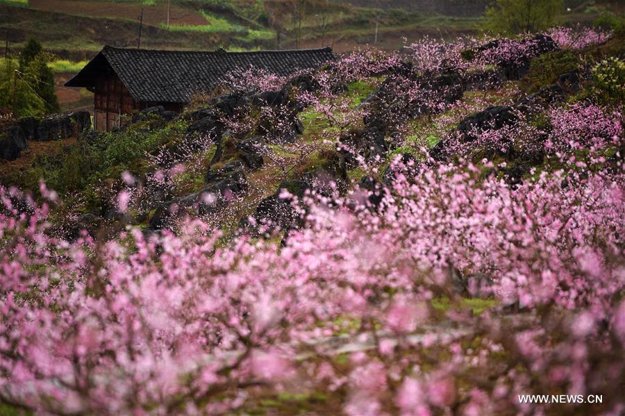 Spring has drawn a colorful painting here