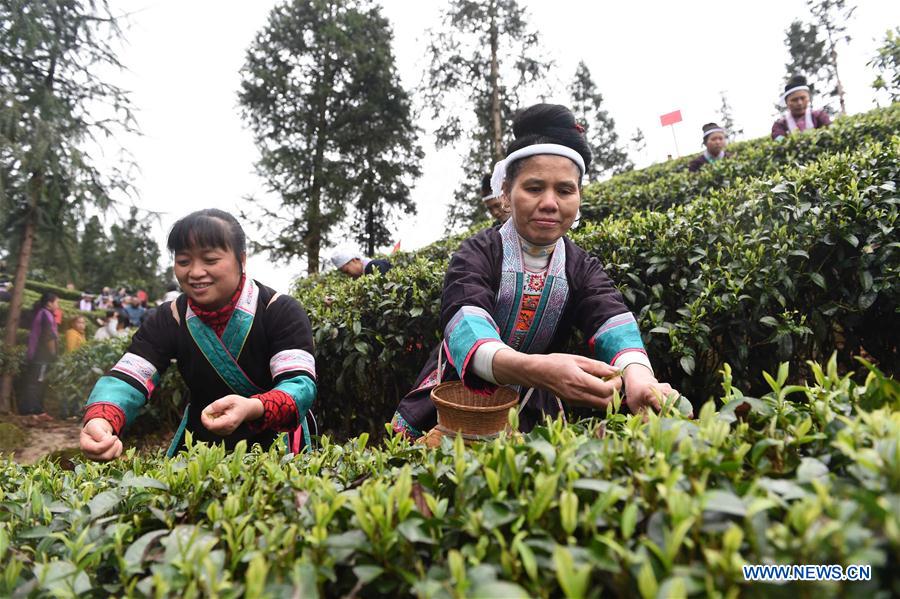 Wu Naimingzhi (R), a woman of Dong ethnic group, takes part in a tea leaves picking contest in Zaigaolu Village of Yangxi Township in Sanjiang Dong Autonomous County, south China's Guangxi Zhuang Autonomous Region, March 9, 2016. 