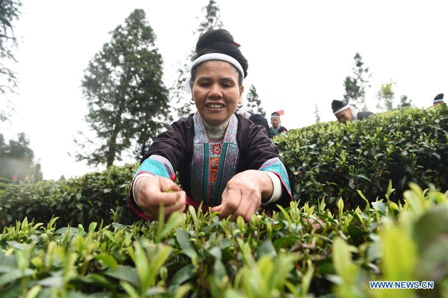 Wu Naimingzhi, a woman of Dong ethnic group, takes part in a tea leaves picking contest in Zaigaolu Village of Yangxi Township in Sanjiang Dong Autonomous County, south China's Guangxi Zhuang Autonomous Region, March 9, 2016.