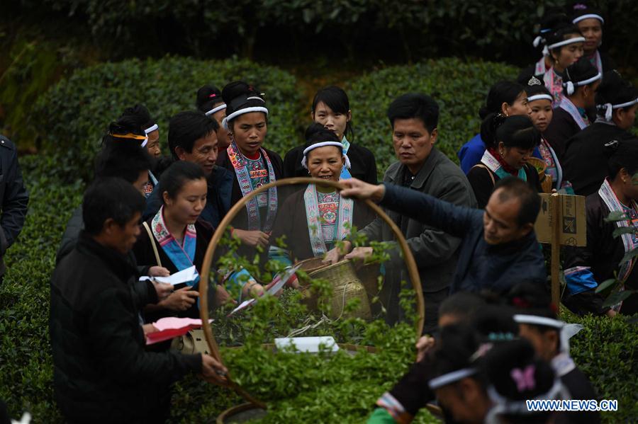 Judges weigh tea leaves during a tea leaves picking contest in Zaigaolu Village of Yangxi Township in Sanjiang Dong Autonomous County, south China's Guangxi Zhuang Autonomous Region, March 9, 2016.