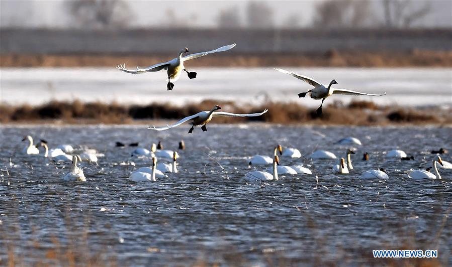 CHINA-HOHHOT-YELLOW RIVER-SWAN (CN)
