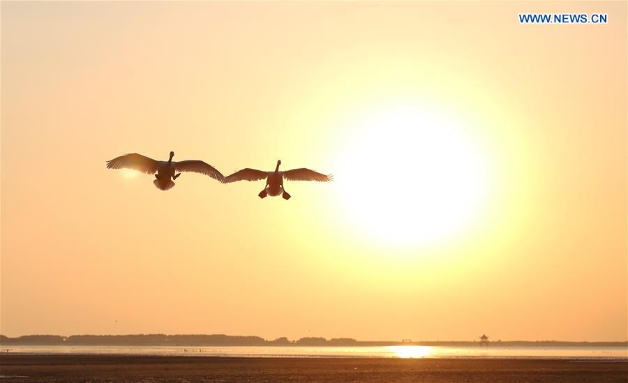 #CHINA-SHANDONG-RONGCHENG-SWANS (CN)