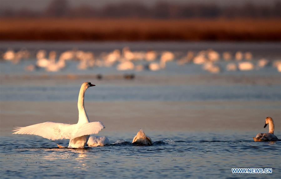 CHINA-HOHHOT-YELLOW RIVER-SWAN (CN)