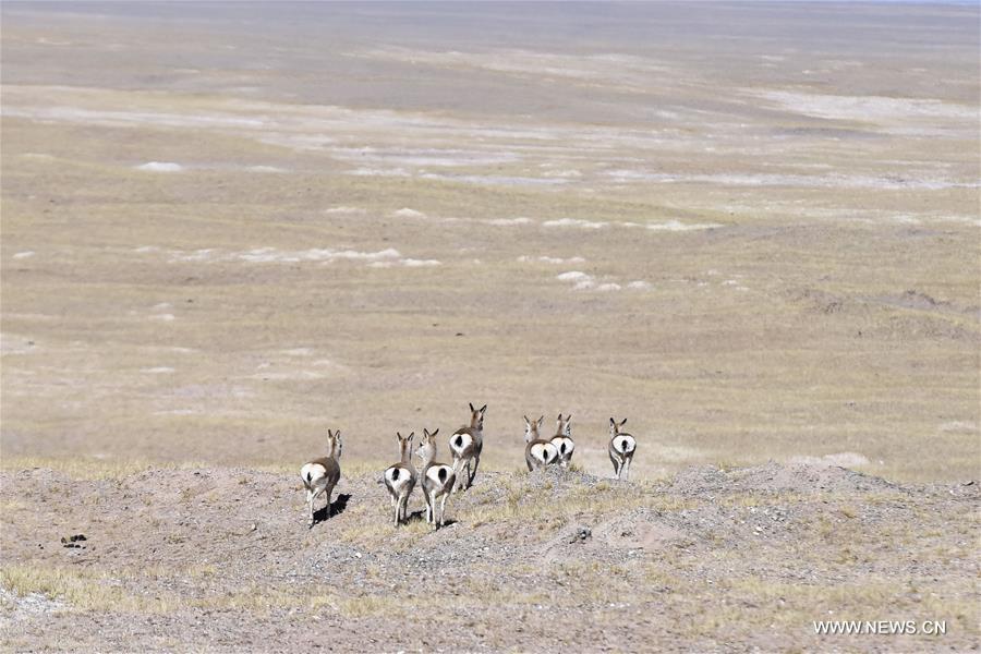 Biodiversity has been greatly improved in the Hol Xil region thanks to the project for protection of the Source of the Three Rivers. 