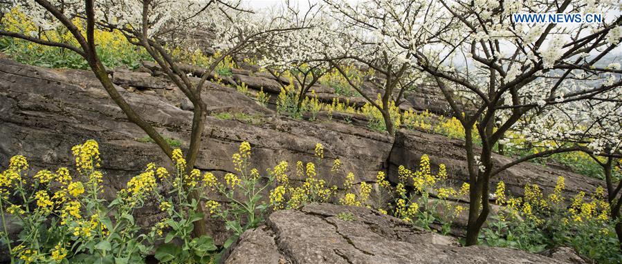 CHINA-YUNLIAN-PLUM BLOSSOMS(CN)