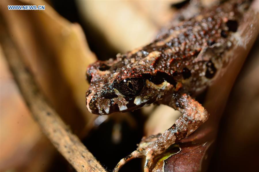 #CHINA-YUNNAN-TENGCHONG-NEW AMPHIBIAN SPECIES-DISCOVERY (CN*)