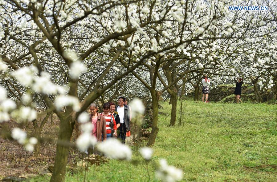 CHINA-YUNLIAN-PLUM BLOSSOMS(CN)