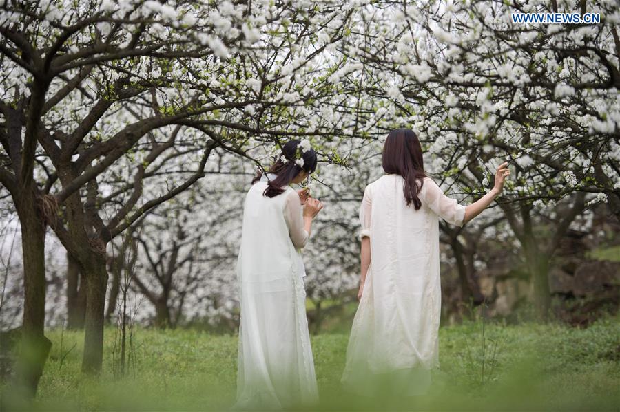 CHINA-YUNLIAN-PLUM BLOSSOMS(CN)