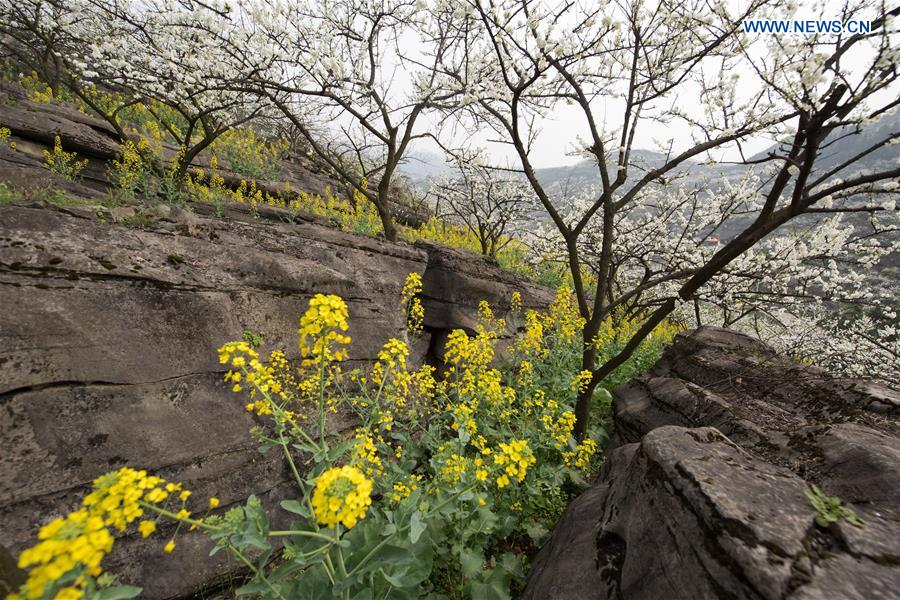 CHINA-YUNLIAN-PLUM BLOSSOMS(CN)