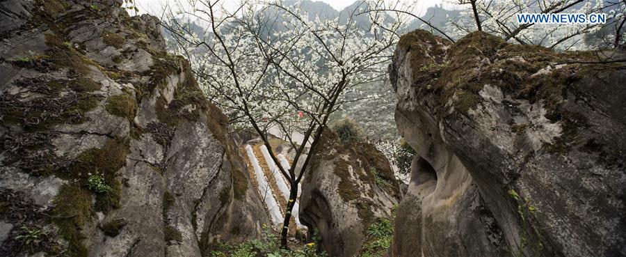 CHINA-YUNLIAN-PLUM BLOSSOMS(CN)