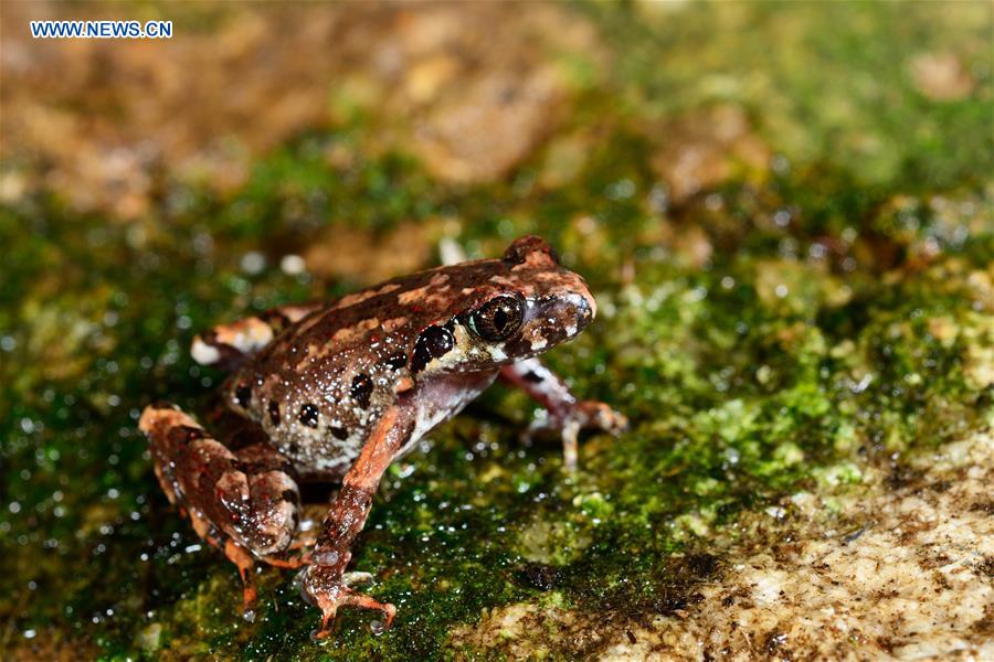 #CHINA-YUNNAN-TENGCHONG-NEW AMPHIBIAN SPECIES-DISCOVERY (CN*)