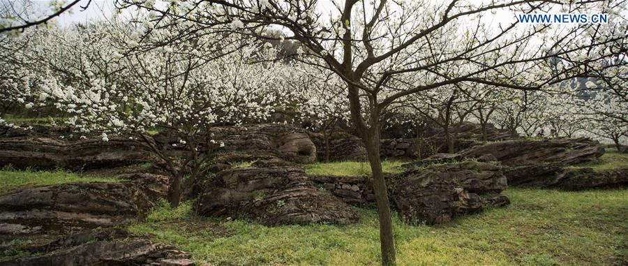 CHINA-YUNLIAN-PLUM BLOSSOMS(CN)