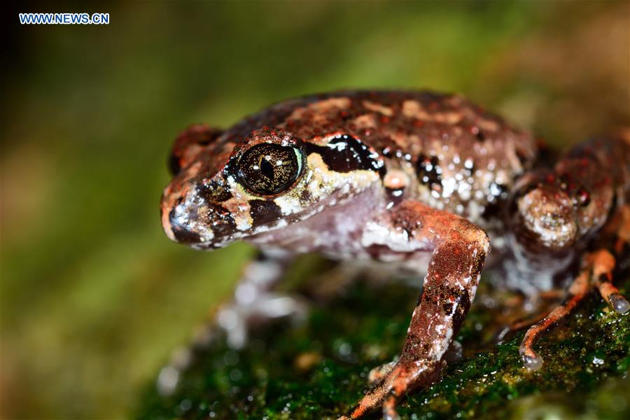 #CHINA-YUNNAN-TENGCHONG-NEW AMPHIBIAN SPECIES-DISCOVERY (CN*)