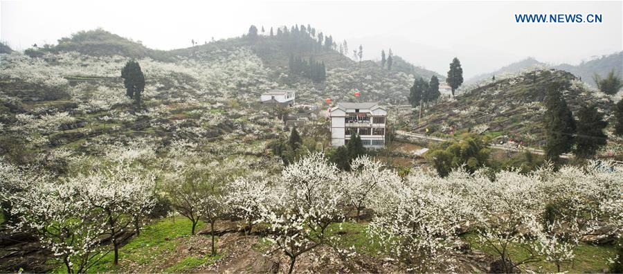 CHINA-YUNLIAN-PLUM BLOSSOMS(CN)