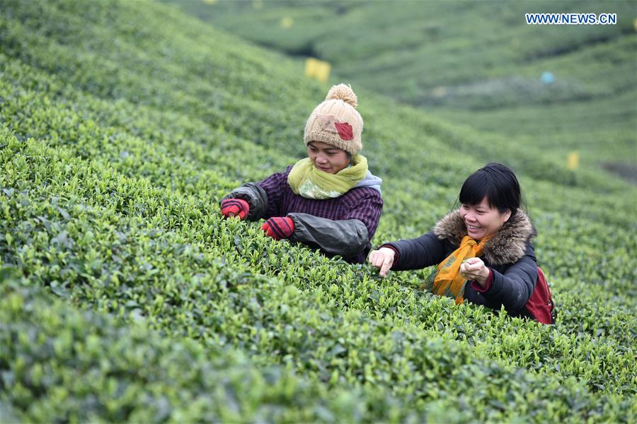 #CHINA-GUANGXI-SANJIANG-TEA LEAVES PICKING (CN)