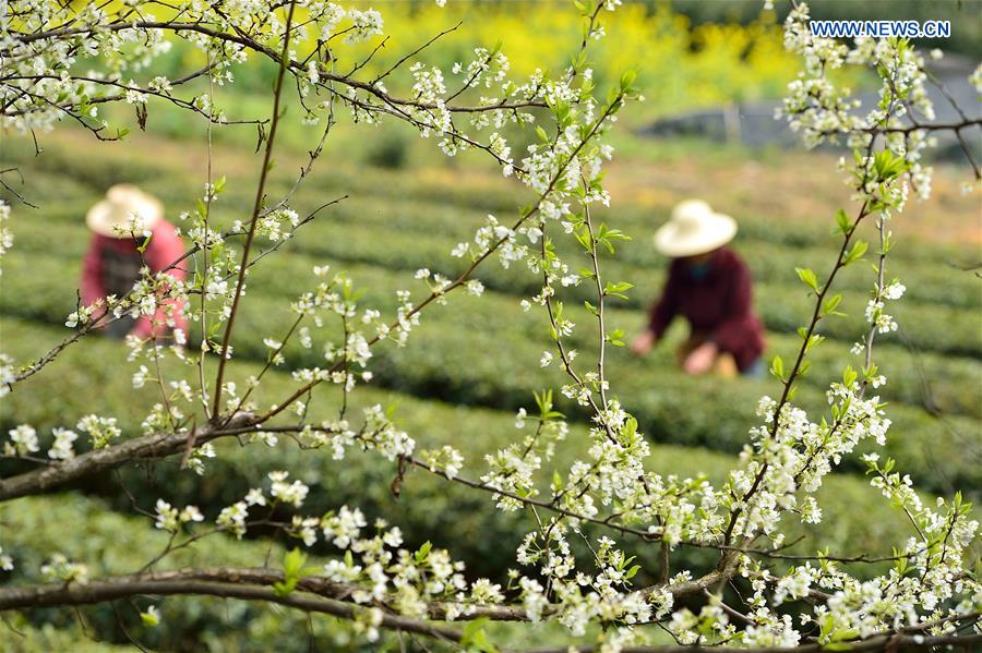 #CHINA-HUBEI-TEA LEAVES PICKING (CN)