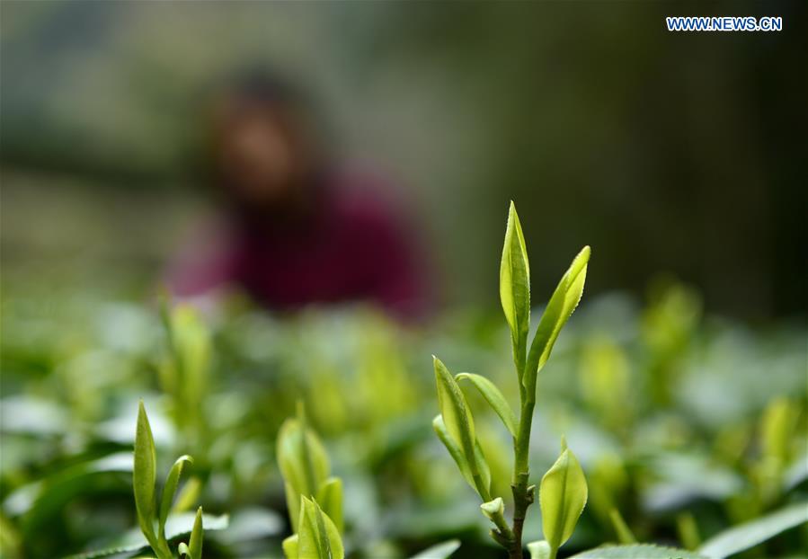 #CHINA-HUBEI-TEA LEAVES PICKING (CN)