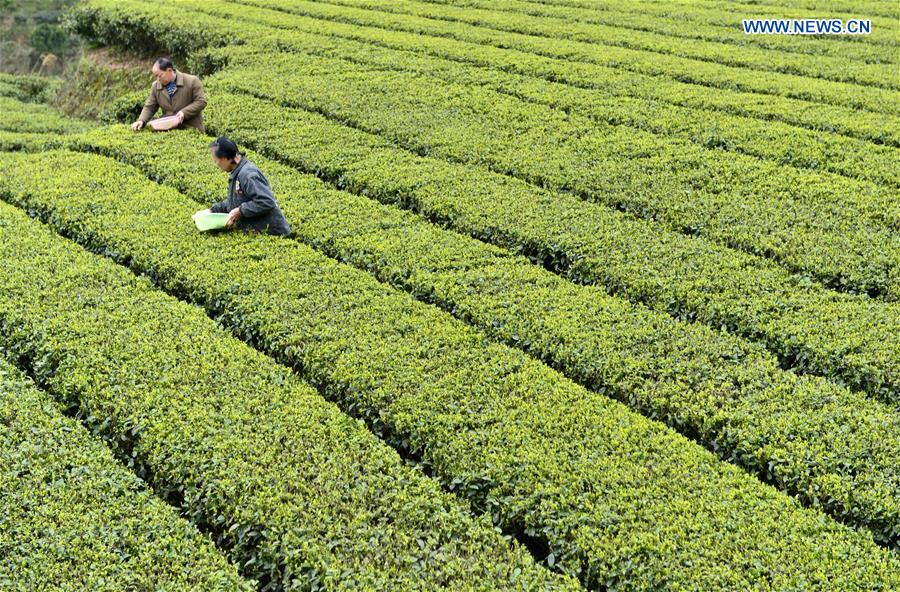 #CHINA-HUBEI-SPRING TEA (CN)