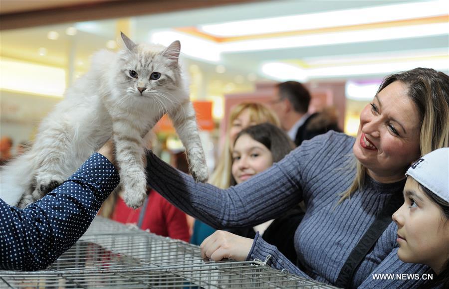 About 200 cats of some 20 breeds from 7 countries took part in the exhibition