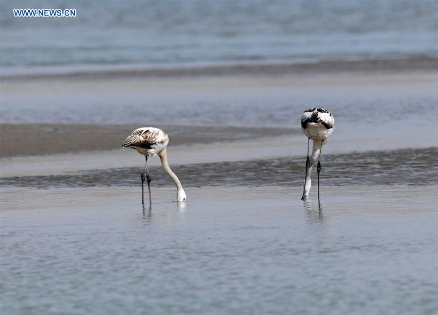 #CHINA-QINGHAI-YELLOW RIVER-FLAMINGOS (CN)
