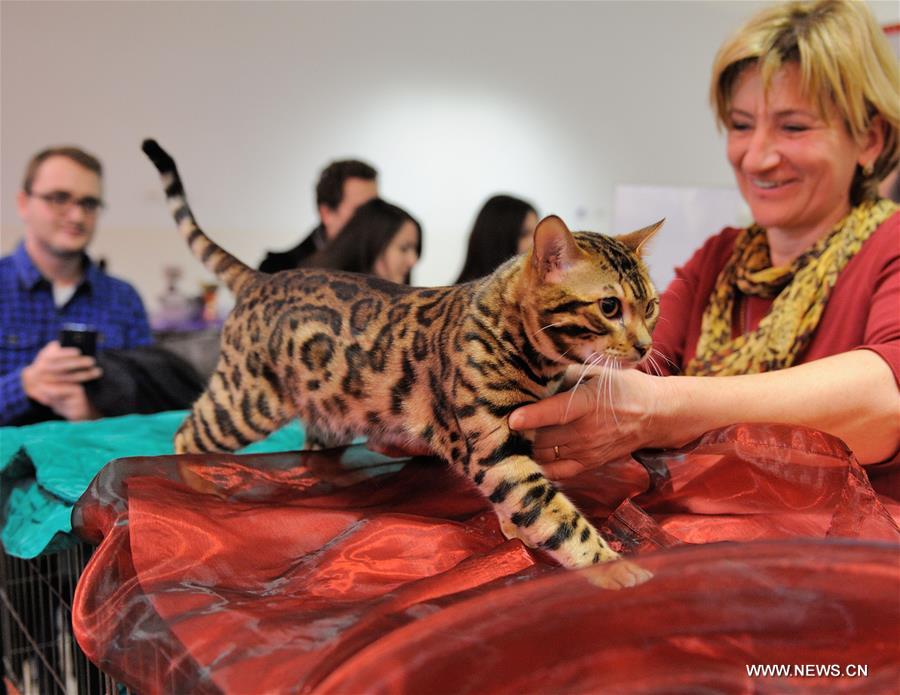 About 200 cats of some 20 breeds from 7 countries took part in the exhibition