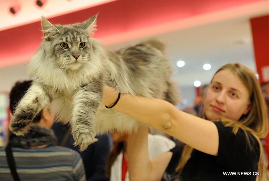 About 200 cats of some 20 breeds from 7 countries took part in the exhibition