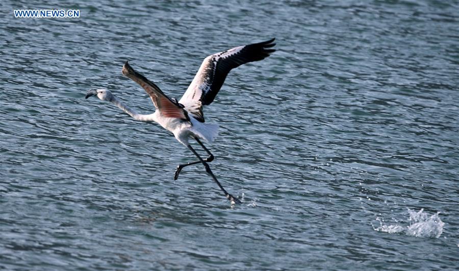 #CHINA-QINGHAI-YELLOW RIVER-FLAMINGOS (CN)